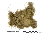 藏品(褶葉青苔)的圖片